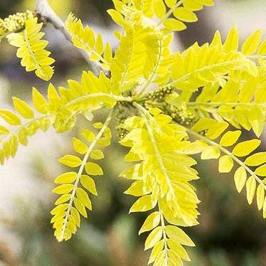 Gleditsia triacanthos var. inermis 'Suncole' ~ Sunburst® Honeylocust-ServeScape