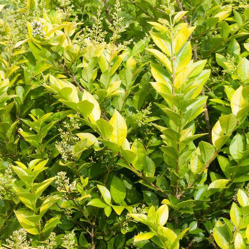 Ligustrum x vicaryi 'NCLX1' ~ Golden Ticket® Privet-ServeScape