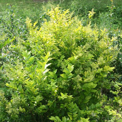 Ligustrum x vicaryi 'NCLX1' ~ Golden Ticket® Privet-ServeScape