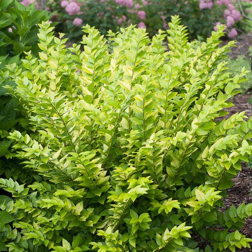 Ligustrum x vicaryi 'NCLX1' ~ Golden Ticket® Privet-ServeScape