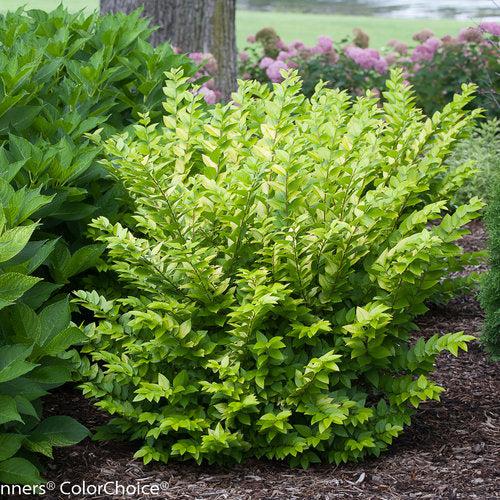 Ligustrum x vicaryi 'NCLX1' ~ Golden Ticket® Privet-ServeScape