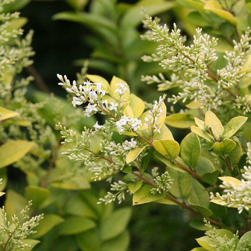 Ligustrum x vicaryi 'NCLX1' ~ Golden Ticket® Privet-ServeScape