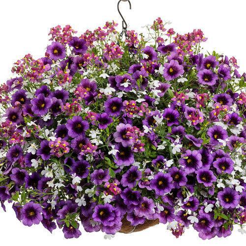 Calibrachoa hybrid 'JGCAL09404' ~ PW® Superbells® Grape Punch™ Calibrachoa-ServeScape