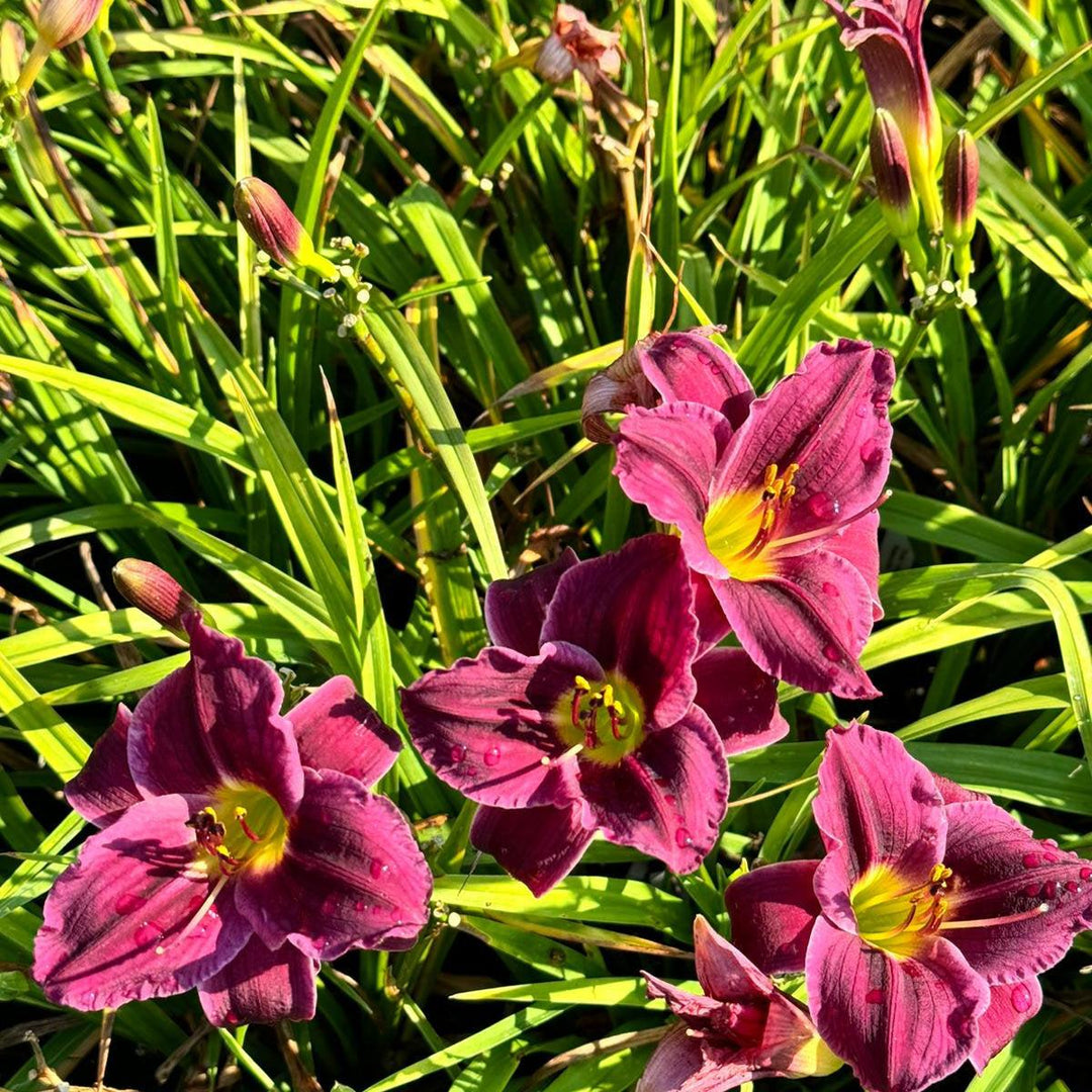 Hemerocallis 'Grape Velvet' ~ Grape Velvet Daylily-ServeScape
