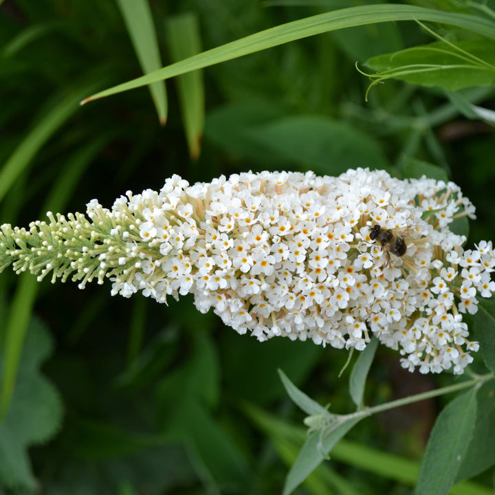 Buddleia 'Grevantrt' ~ Vanilla Treat™ Butterfly Bush-ServeScape