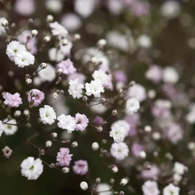Gypsophila paniculata 'Snowflake' ~ Snowflake Baby's Breath-ServeScape