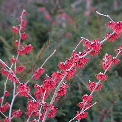 Hamamelis x intermedia 'Diane' ~ Diane Witch Hazel-ServeScape