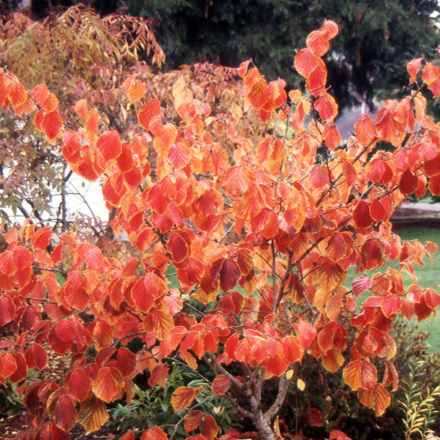 Hamamelis x intermedia 'Diane' ~ Diane Witch Hazel-ServeScape