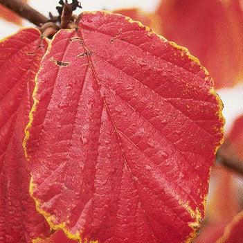 Hamamelis x intermedia 'Diane' ~ Diane Witch Hazel-ServeScape