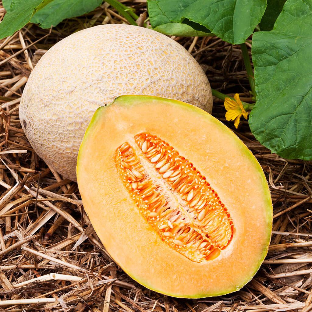 Assorted Vegetables ~ Cucumbers, Melons, Squash, and Okra Vegetables (4.5in)-ServeScape