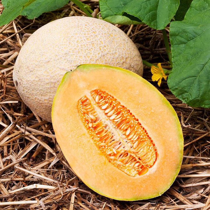 Assorted Vegetables ~ Cucumbers, Melons, Squash, and Okra Vegetables (4.5in)-ServeScape
