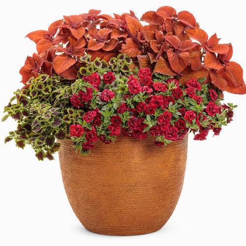 Calibrachoa hybrid 'USCAL83901' ~ PW® Superbells® Double Ruby Calibrachoa-ServeScape