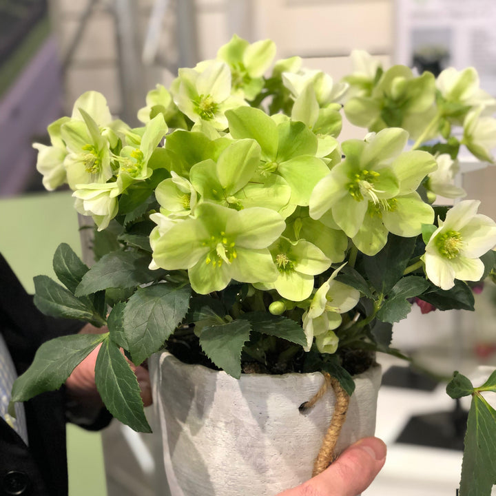 Helleborus niger 'Mon Blanc' ~ Winter Magic™ Mon Blanc Lenten Rose-ServeScape