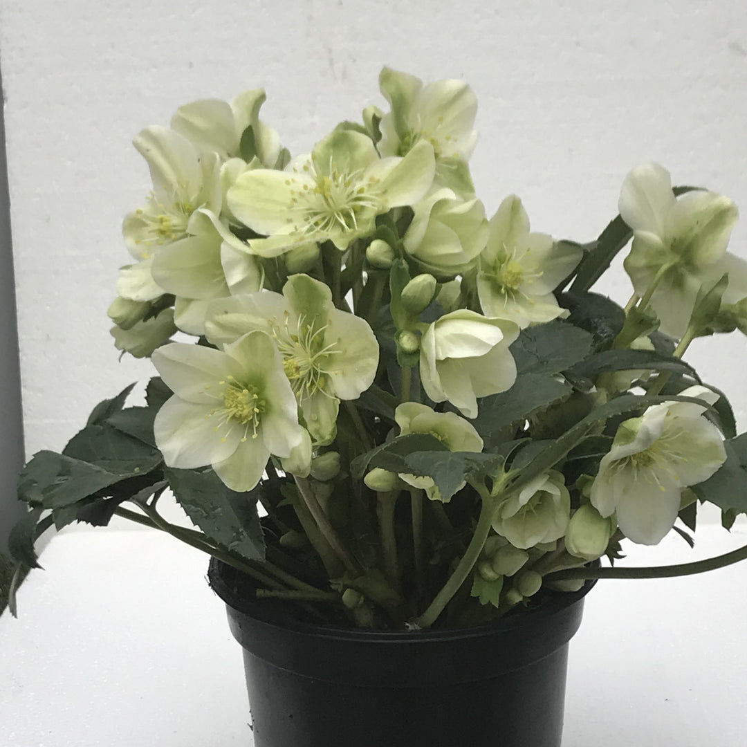 Helleborus niger 'Mon Blanc' ~ Winter Magic™ Mon Blanc Lenten Rose-ServeScape