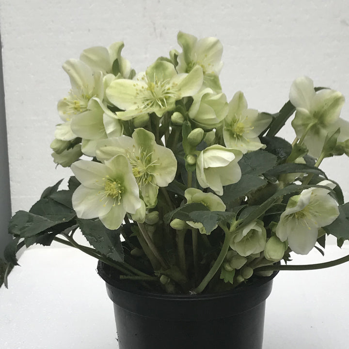 Helleborus niger 'Mon Blanc' ~ Winter Magic™ Mon Blanc Lenten Rose-ServeScape
