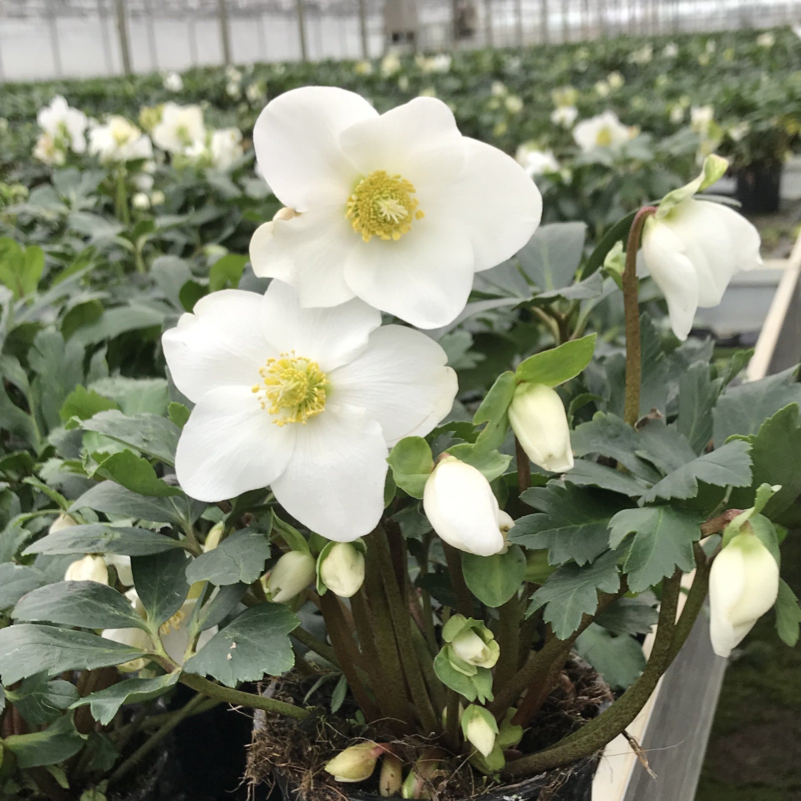 Helleborus niger 'Mon Blanc' ~ Winter Magic™ Mon Blanc Lenten Rose-ServeScape