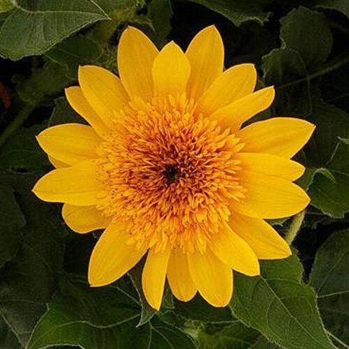 Helianthus annuus 'Sunfinity Double Yellow' ~ Sunfinity® Double Yellow Sunflower-ServeScape