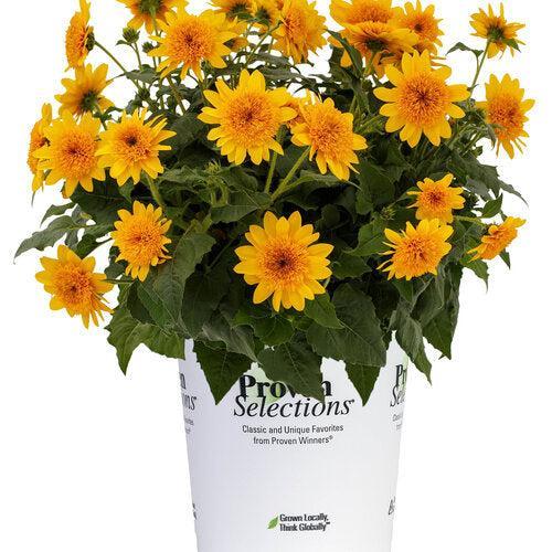 Helianthus annuus 'Sunfinity Double Yellow' ~ Sunfinity® Double Yellow Sunflower-ServeScape