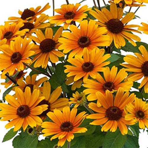 Heliopsis helianthoides 'Bacio del Sole' ~ Bacio del Sole False Sunflower-ServeScape