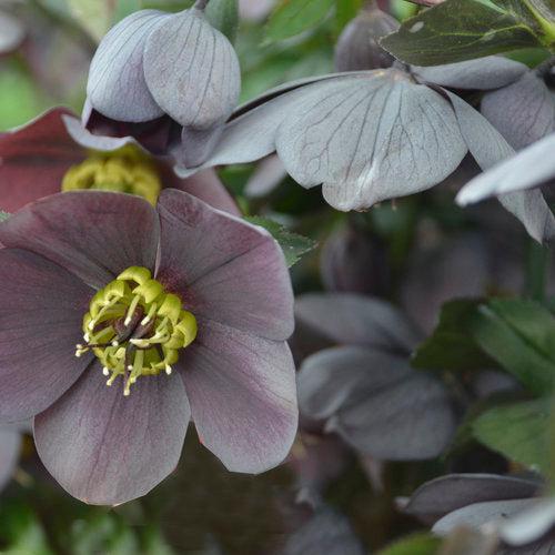 Helleborus 'Honeymoon Mix' ~ Honeymoon® Mix Lenten Rose-ServeScape
