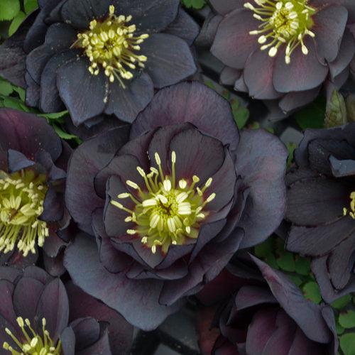 Helleborus 'Wedding Party Mix' ~ Wedding Party® Mix Lenten Rose-ServeScape