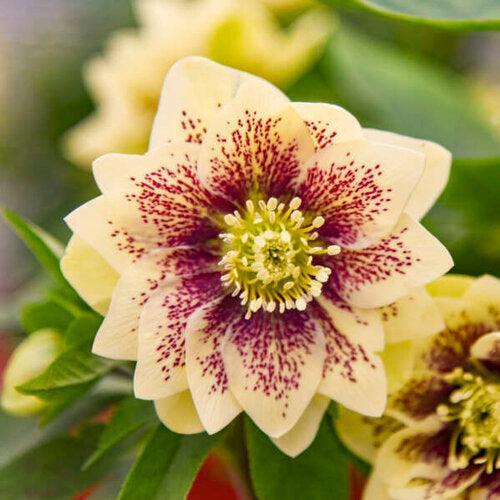 Helleborus 'Father of the Bride' ~ Wedding Party® Father of the Bride Lenten Rose-ServeScape