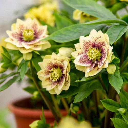 Helleborus 'Father of the Bride' ~ Wedding Party® Father of the Bride Lenten Rose-ServeScape