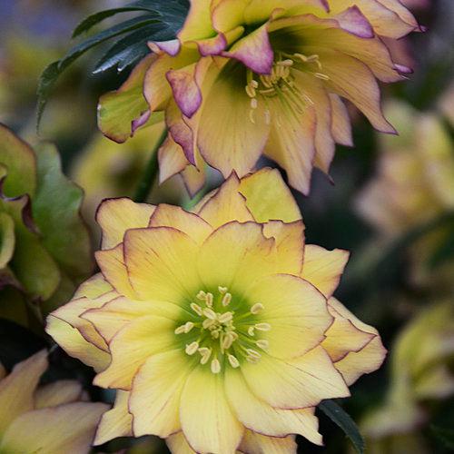 Helleborus 'Wedding Party Mix' ~ Wedding Party® Mix Lenten Rose-ServeScape