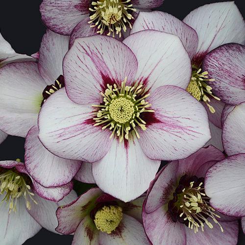 Helleborus 'French Kiss' ~ Honeymoon® French Kiss Lenten Rose-ServeScape