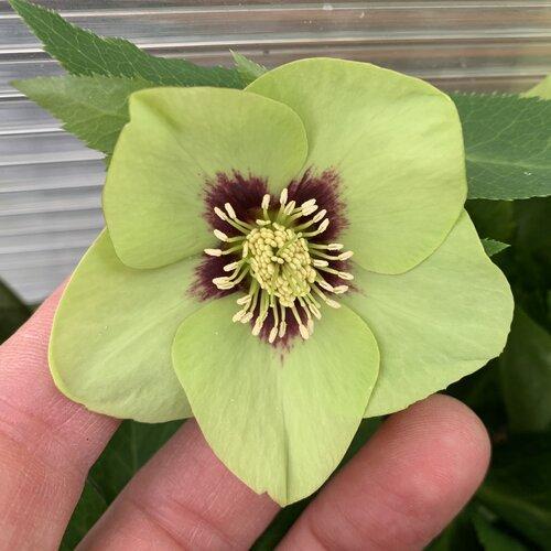 Helleborus 'Irish Luck' ~ Honeymoon® Irish Luck Lenten Rose-ServeScape
