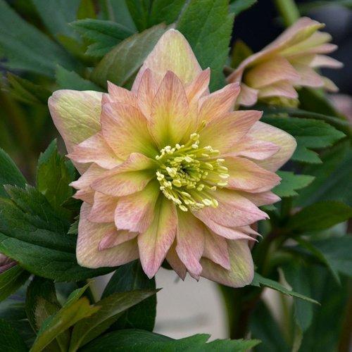 Helleborus 'Mother of the Bride' ~ Wedding Party® Mother of the Bride Lenten Rose-ServeScape