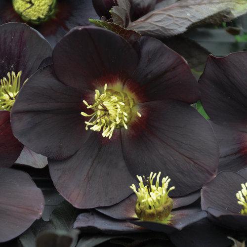 Helleborus 'New York Night' ~ Honeymoon® New York Night-ServeScape