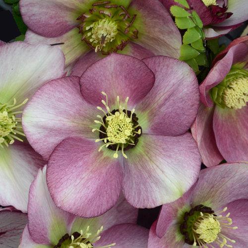 Helleborus 'Paris In Pink' ~ Honeymoon® Paris in Pink Lenten Rose-ServeScape