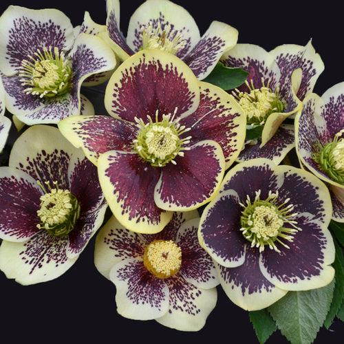Helleborus 'Rio Carnival' ~ Honeymoon® Rio Carnival Lenten Rose-ServeScape