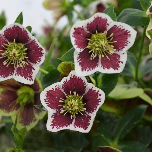 Helleborus 'Romantic Getaway' ~ Honeymoon® Romantic Getaway Lenten Rose-ServeScape