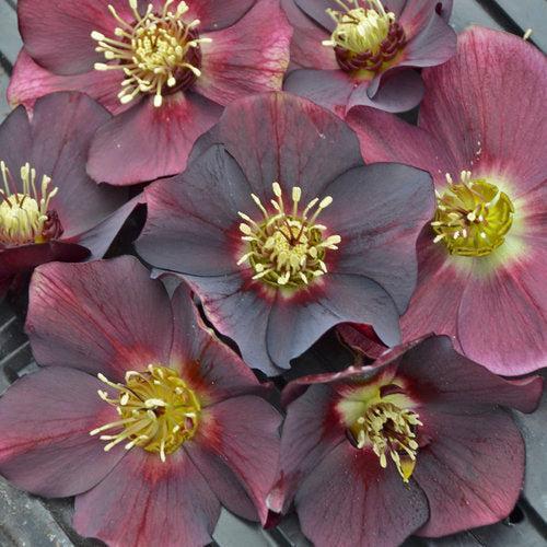 Helleborus 'Rome in Red' ~ Honeymoon® Rome In Red Lenten Rose-ServeScape