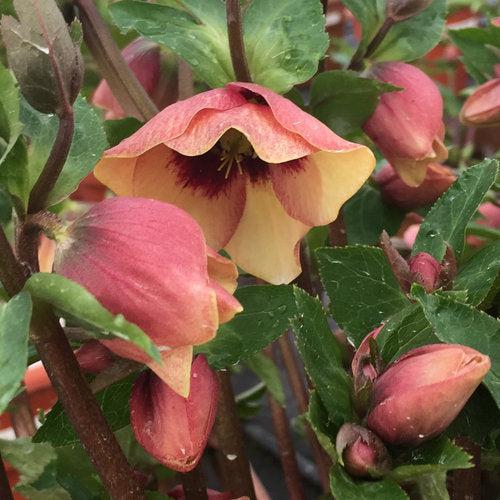 Helleborus 'Sandy Shores' ~ Honeymoon® Sand Shores Lenten Rose-ServeScape