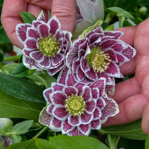 Helleborus 'Shotgun Wedding' ~ Honeymoon® Shotgun Wedding Lenten Rose-ServeScape