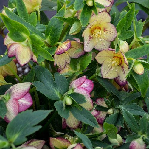 Helleborus 'Tropical Sunset' ~ Honeymoon® Tropical Sunset Lenten Rose-ServeScape