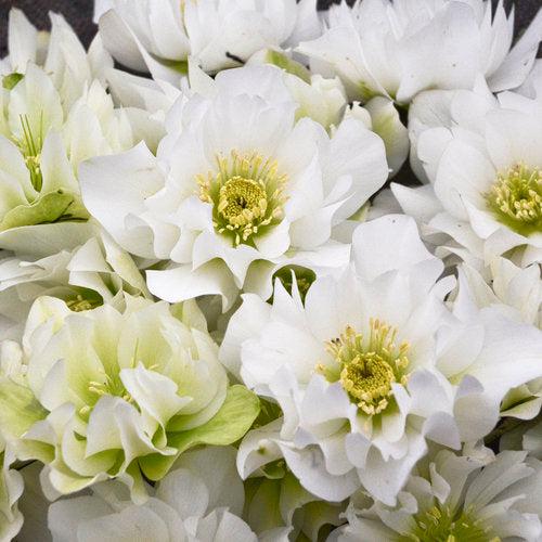 Helleborus 'Wedding Bells' ~ Wedding Party® Wedding Bells Lenten Rese-ServeScape