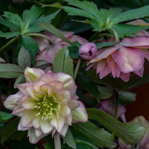 Helleborus 'Mother of the Bride' ~ Wedding Party® Mother of the Bride Lenten Rose-ServeScape
