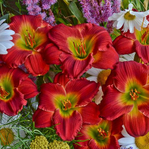 Hemerocallis 'Red Hot Returns' ~ Red Hot Returns Daylily-ServeScape