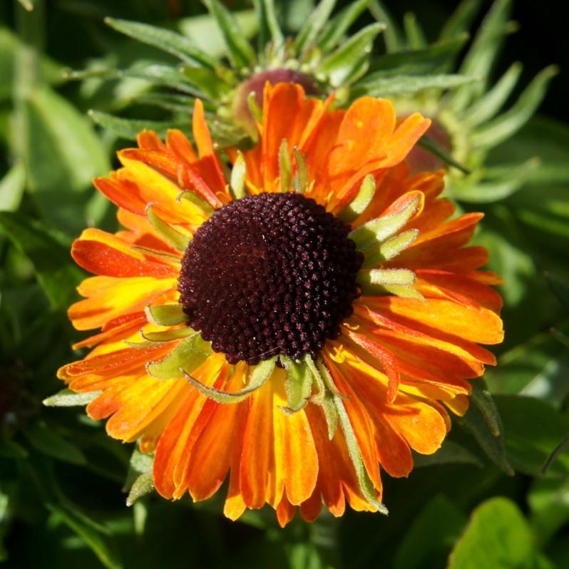 Helenium autumnale 'Short 'n' Sassy ' ~ Short 'n' Sassy Sneezeweed-ServeScape