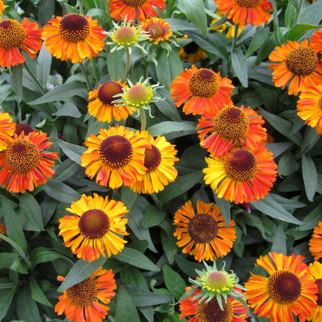 Helenium autumnale 'Short 'n' Sassy ' ~ Short 'n' Sassy Sneezeweed-ServeScape