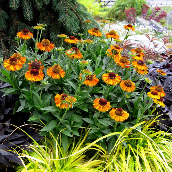 Helenium autumnale 'Short 'n' Sassy ' ~ Short 'n' Sassy Sneezeweed-ServeScape