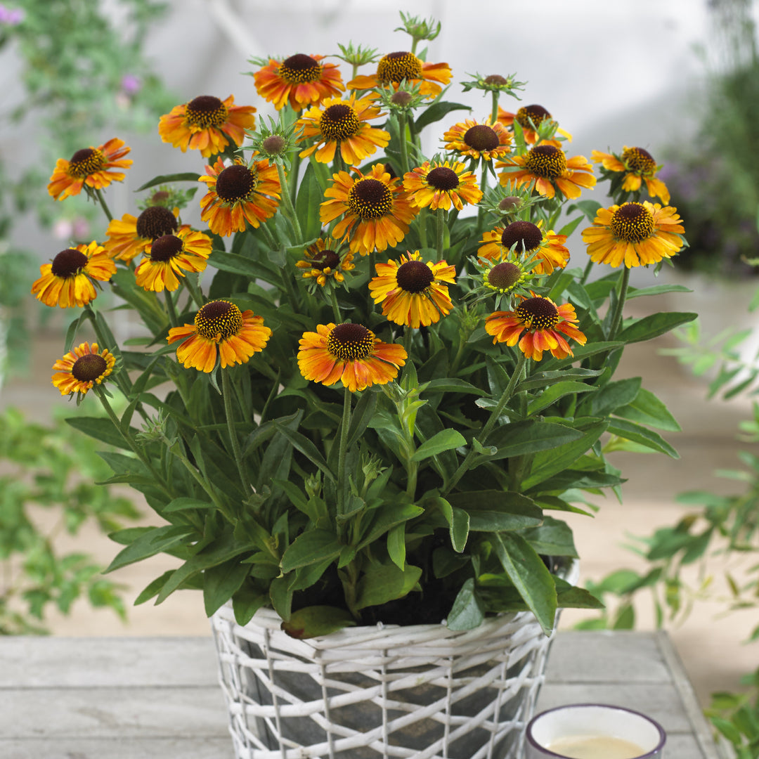Helenium autumnale 'Short 'n' Sassy ' ~ Short 'n' Sassy Sneezeweed-ServeScape