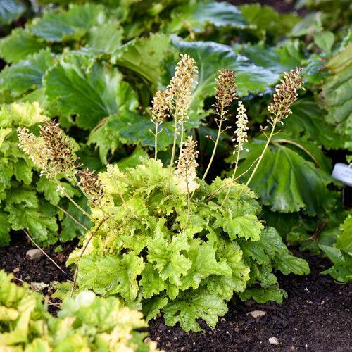 Heuchera 'Ball Gown' PP35,429 ~ PW® Dolce® Ball Gown Heuchera-ServeScape