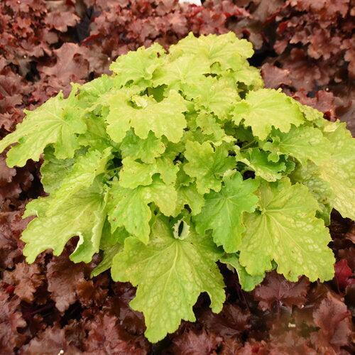 Heuchera 'Ball Gown' PP35,429 ~ PW® Dolce® Ball Gown Heuchera-ServeScape
