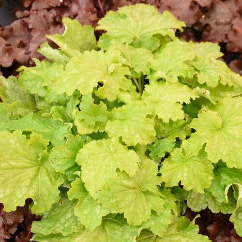 Heuchera 'Ball Gown' PP35,429 ~ PW® Dolce® Ball Gown Heuchera-ServeScape