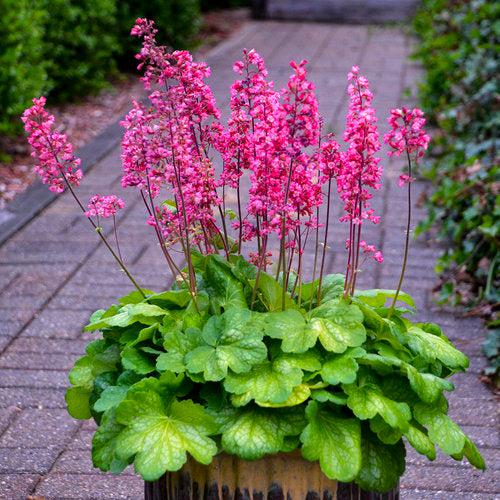 Heuchera 'Timeless Glow' ~ Timeless Glow Heuchera-ServeScape